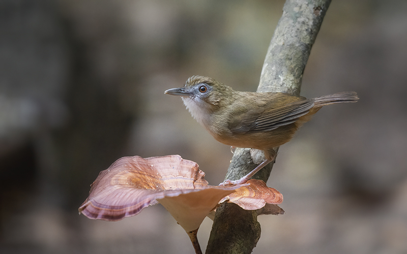 Abbott's Babbler (Malacocincla abbotti) at Cat Tien Bird Hides - Southern Vietnam. Photo by: Phuc Le - Vietnam Bird Photography Tours - Vietbirdphototours.com